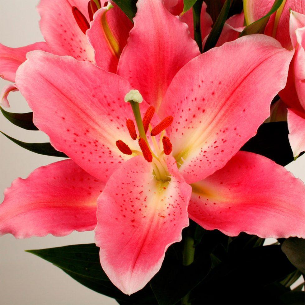 Lilium Orientale Sunny Camino Pink - View 6 from www redcrocus com