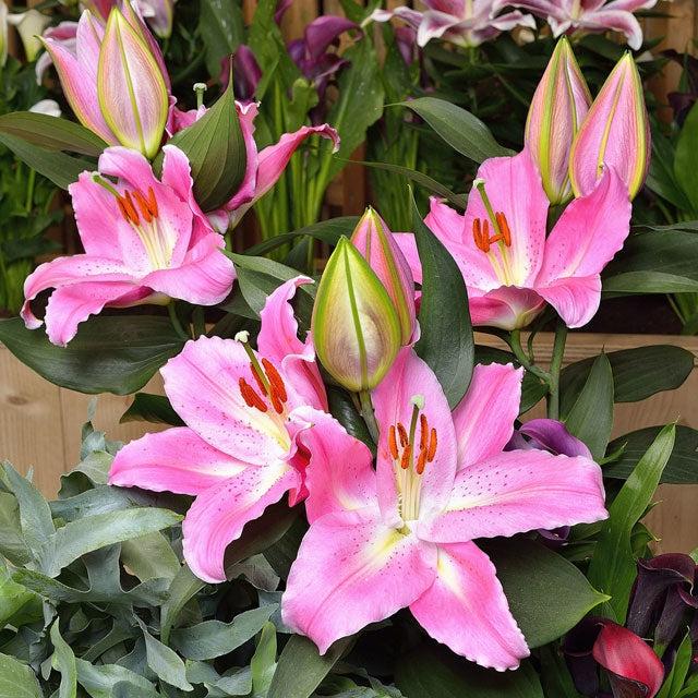Lilium Orientale Sunny Camino Pink - View 7 from www redcrocus com