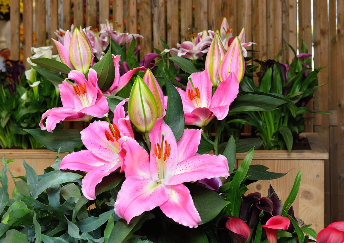 Lilium Orientale Sunny Camino Pink - View 8 from www redcrocus com