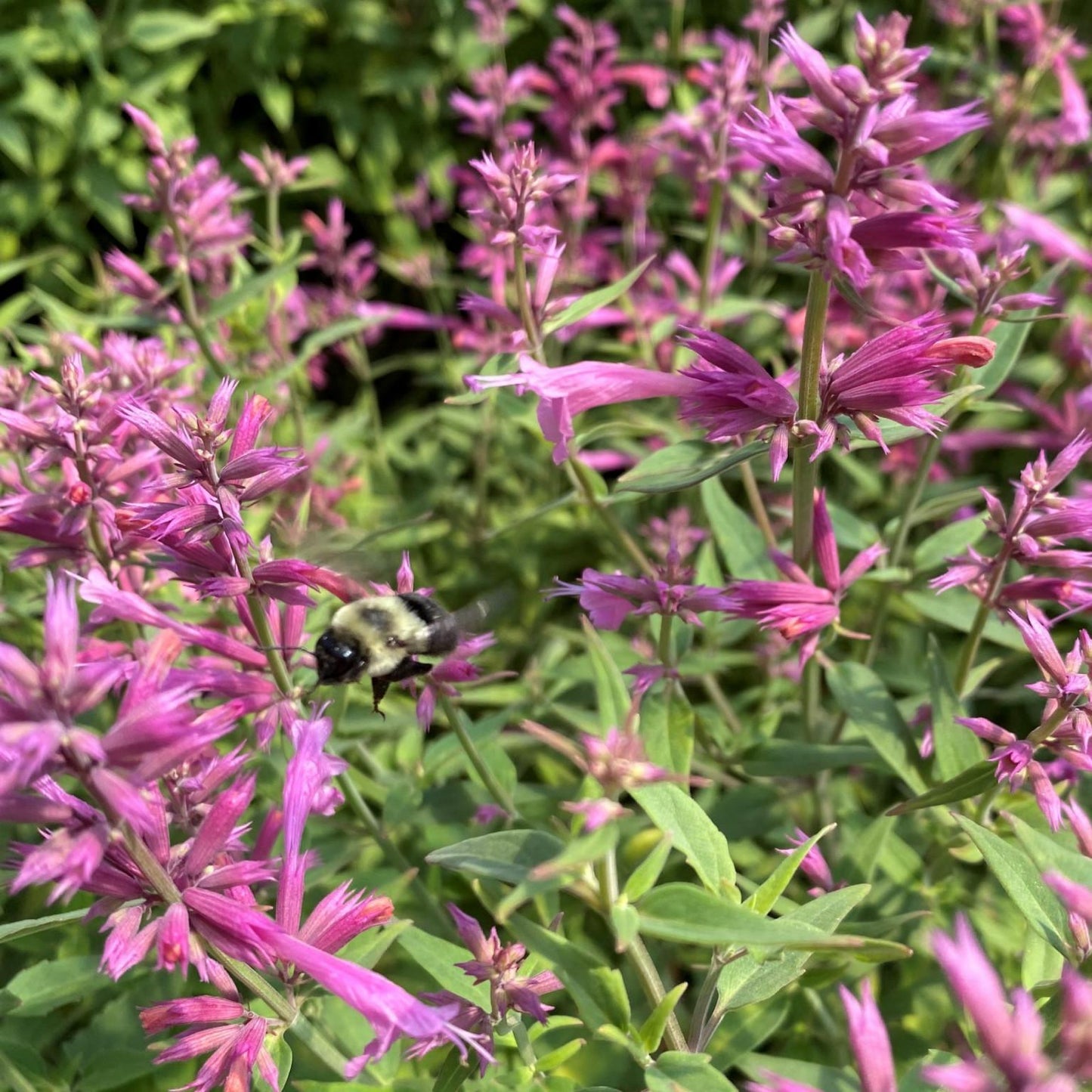 Agastache X Rosie Posie - View 10 from www redcrocus com