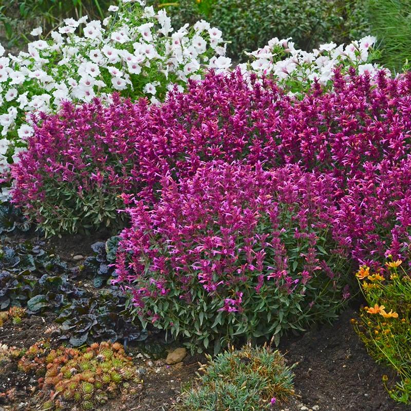 Agastache X Rosie Posie - View 11 from www redcrocus com