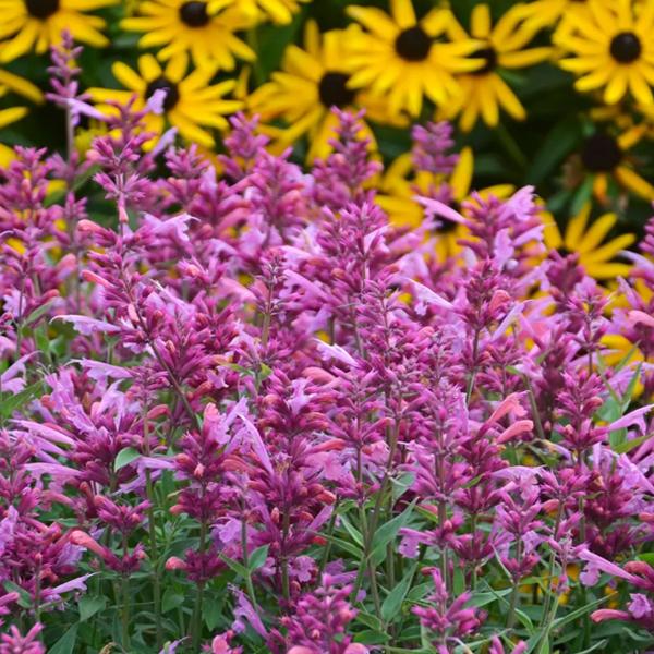 Agastache X Rosie Posie - View 12 from www redcrocus com