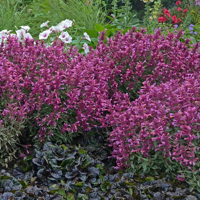 Agastache X Rosie Posie - View 13 from www redcrocus com