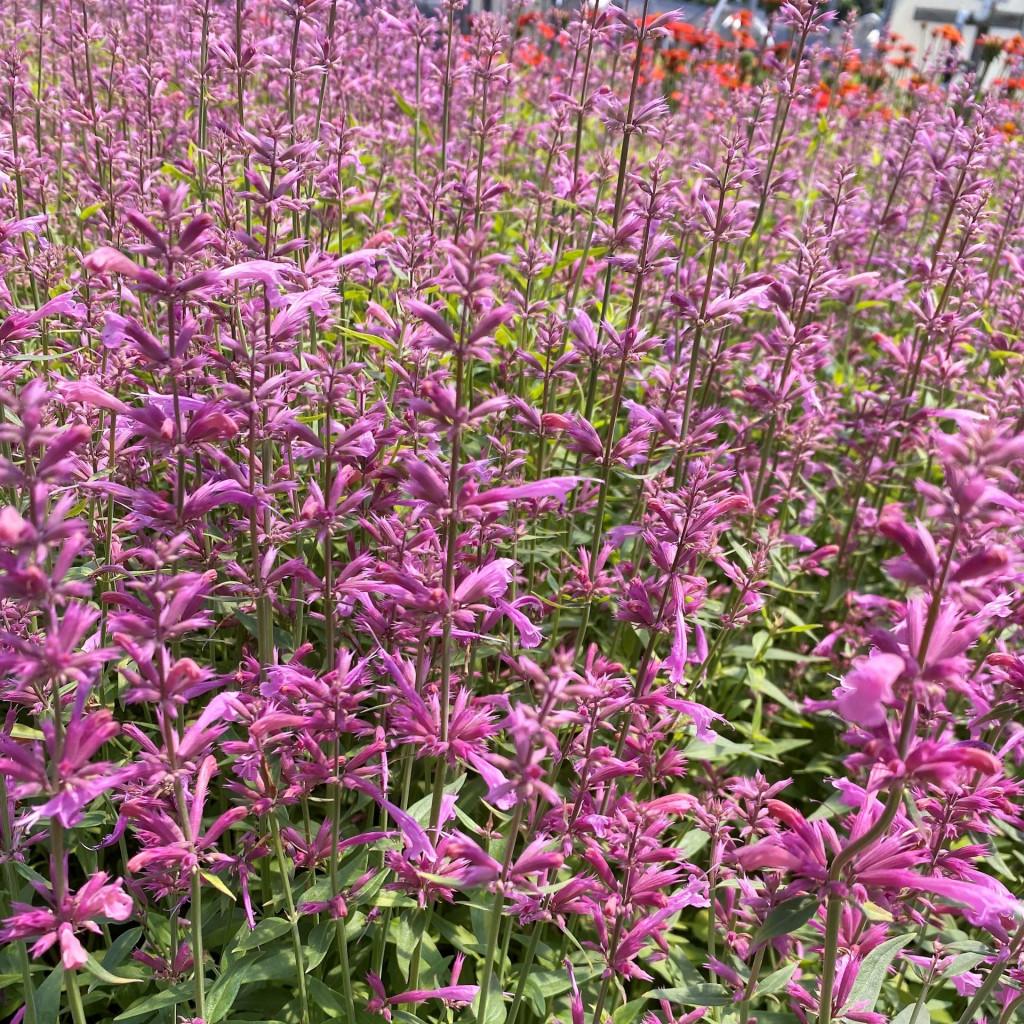 Agastache X Rosie Posie - View 14 from www redcrocus com