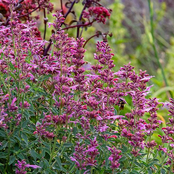 Agastache X Rosie Posie - View 15 from www redcrocus com