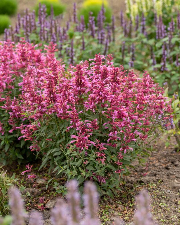 Agastache X Rosie Posie - View 16 from www redcrocus com