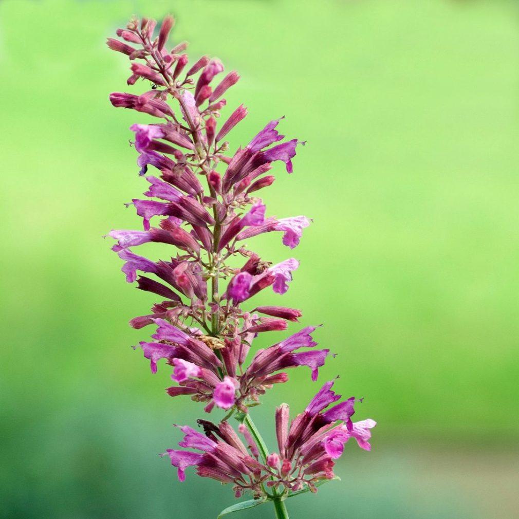 Agastache X Rosie Posie - View 17 from www redcrocus com