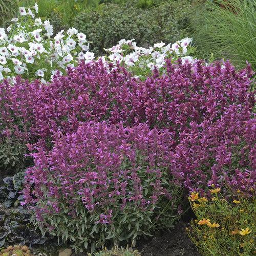 Agastache X Rosie Posie - View 18 from www redcrocus com