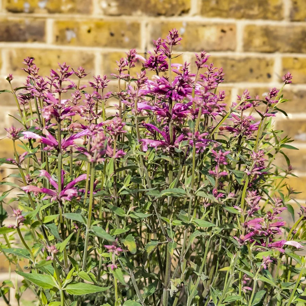 Agastache X Rosie Posie - View 19 from www redcrocus com