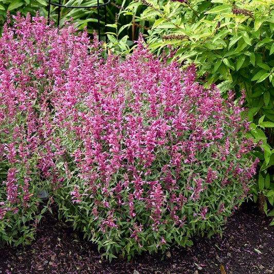 Agastache X Rosie Posie - View 1 from www redcrocus com