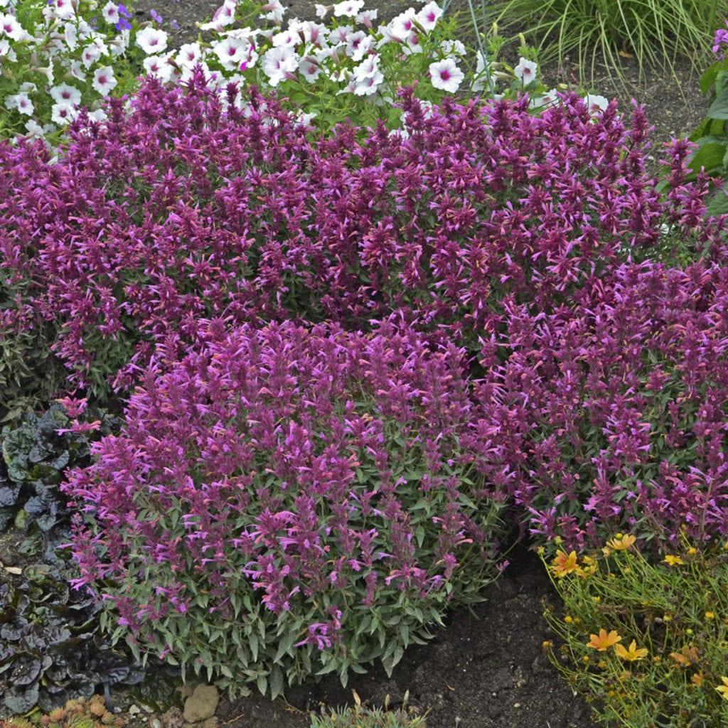 Agastache X Rosie Posie - View 2 from www redcrocus com