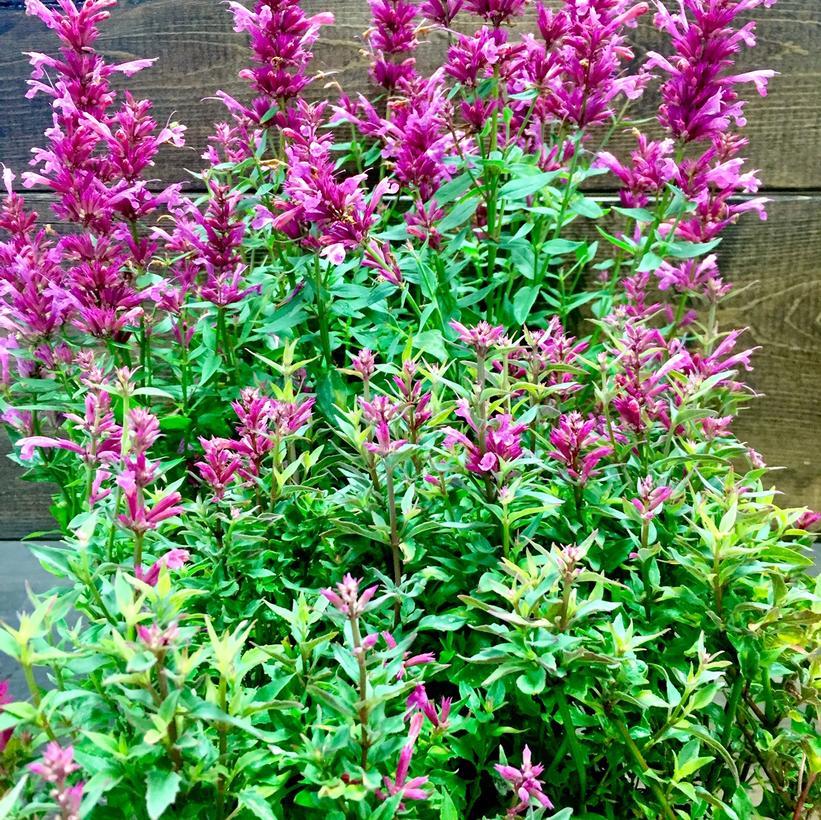 Agastache X Rosie Posie - View 5 from www redcrocus com