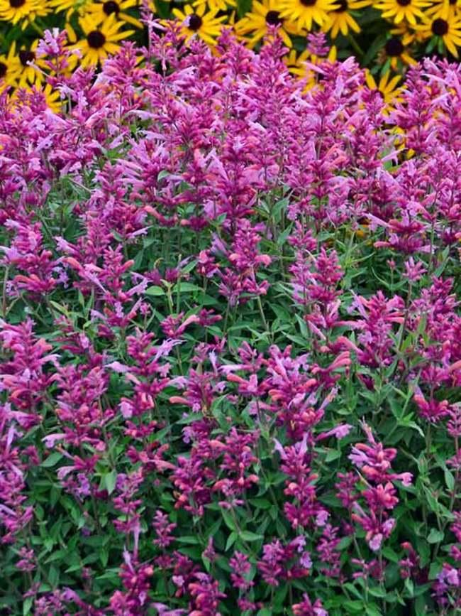 Agastache X Rosie Posie - View 6 from www redcrocus com