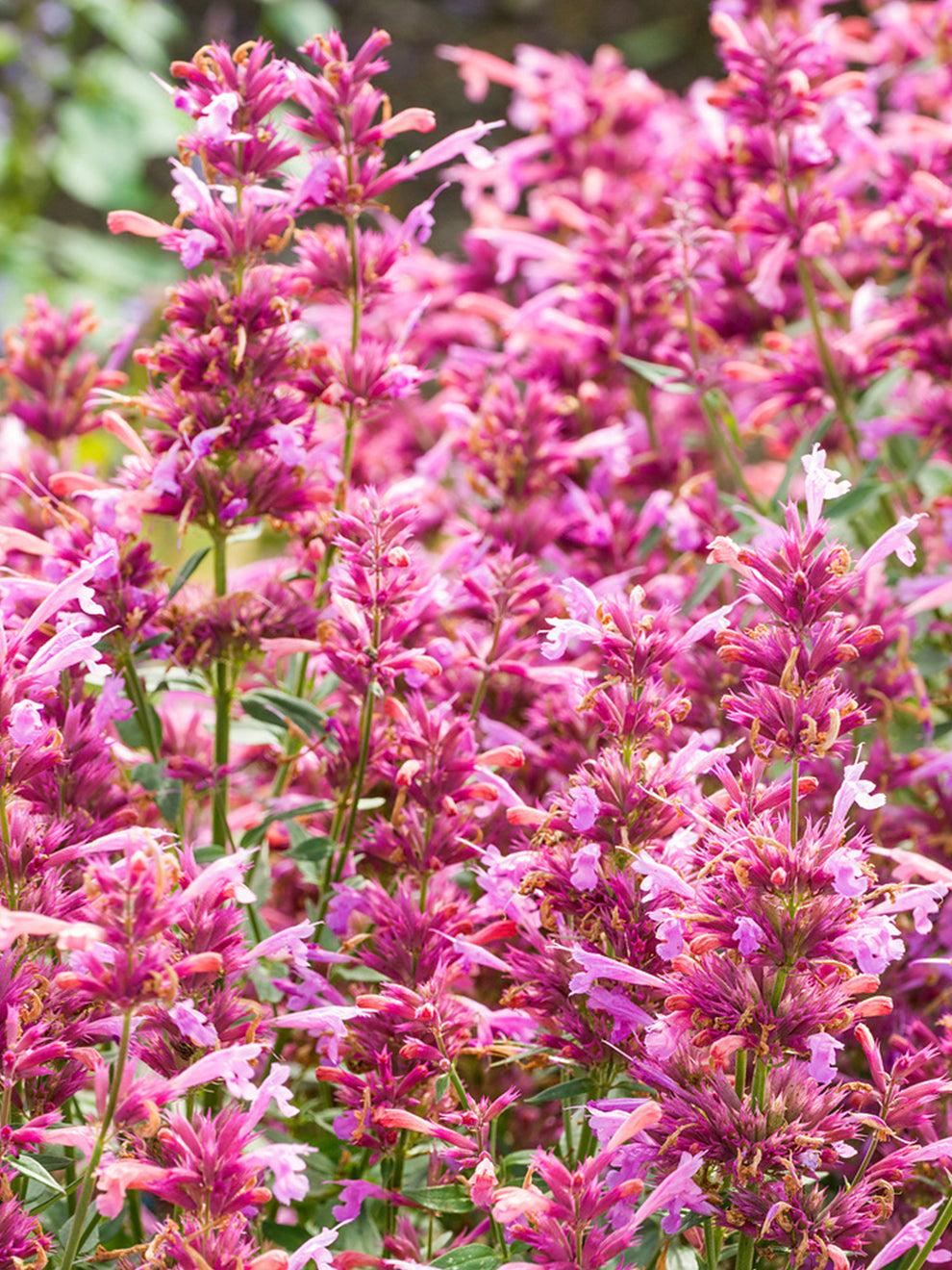 Agastache X Rosie Posie - View 7 from www redcrocus com