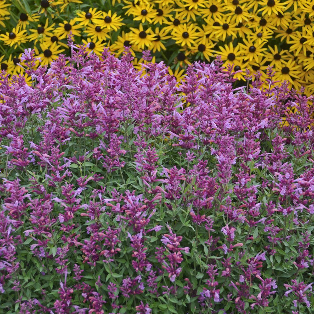 Agastache X Rosie Posie - View 8 from www redcrocus com