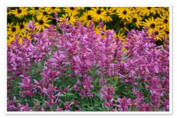 Agastache X Rosie Posie - View 9 from www redcrocus com