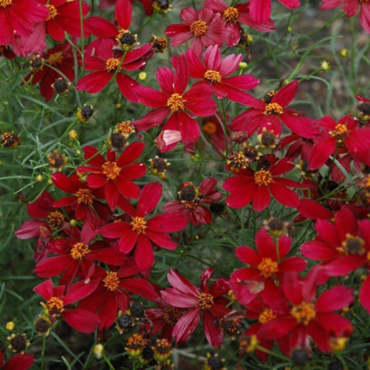 Coreopsis Fall Sensation Quartz - View 10 from www redcrocus com