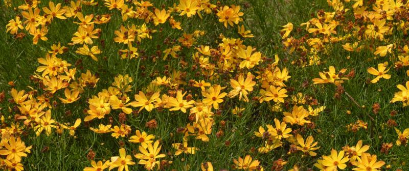 Coreopsis Fall Sensation Quartz - View 11 from www redcrocus com