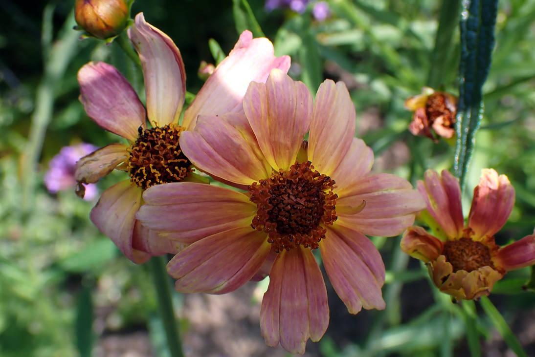 Coreopsis Fall Sensation Quartz - View 12 from www redcrocus com
