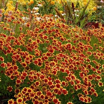 Coreopsis Fall Sensation Quartz - View 15 from www redcrocus com