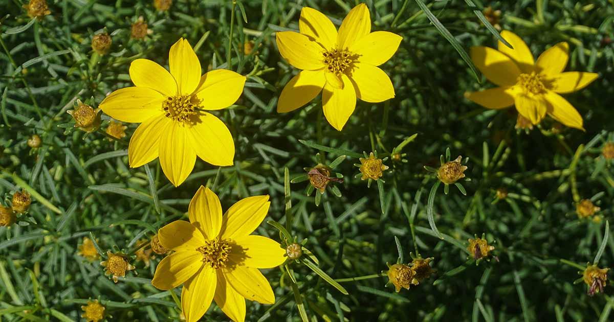 Coreopsis Fall Sensation Quartz - View 16 from www redcrocus com