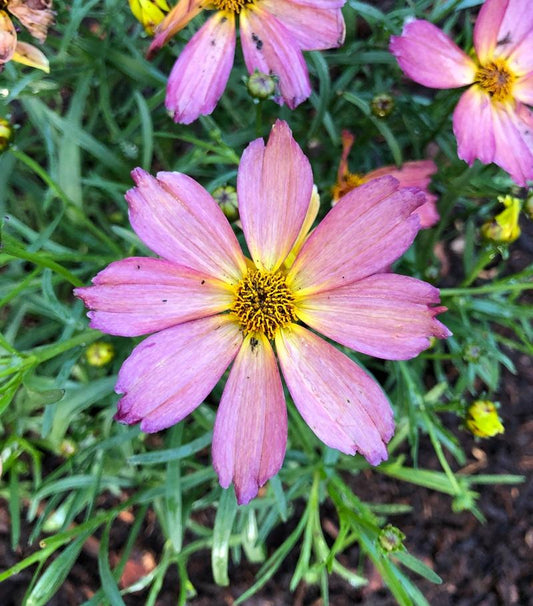 Coreopsis Fall Sensation Quartz - View 1 from www redcrocus com