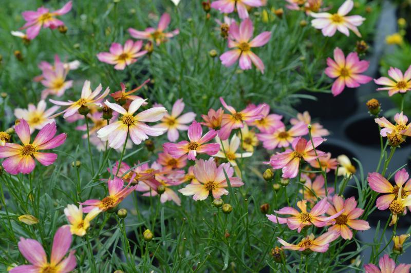 Coreopsis Fall Sensation Quartz - View 3 from www redcrocus com