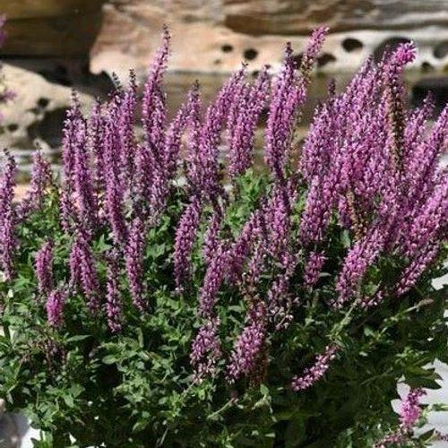 Salvia Nemorosa Salute Neon Pink - View 10 from www redcrocus com