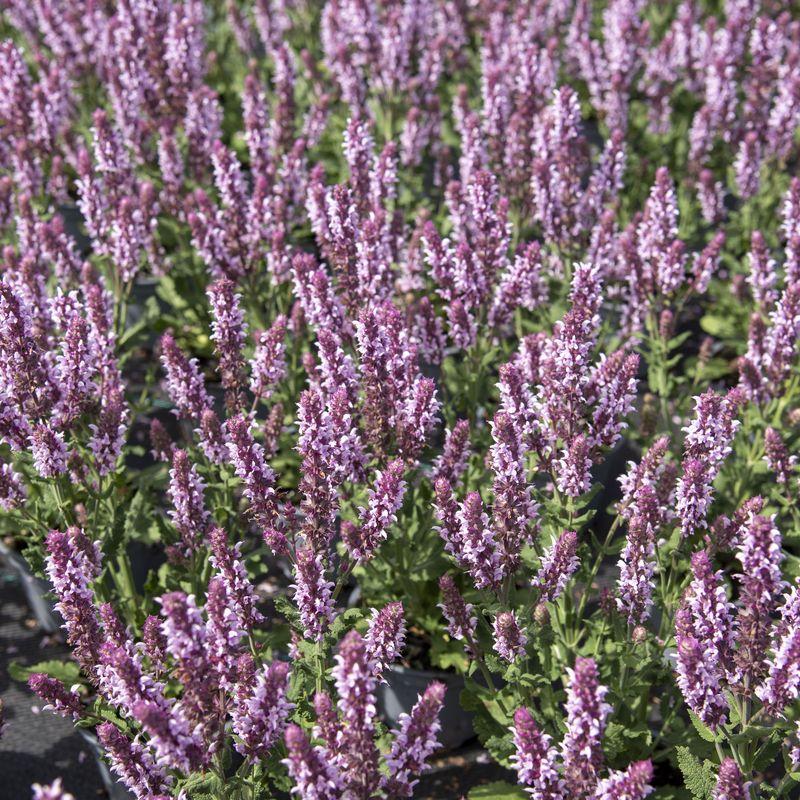 Salvia Nemorosa Salute Neon Pink - View 14 from www redcrocus com