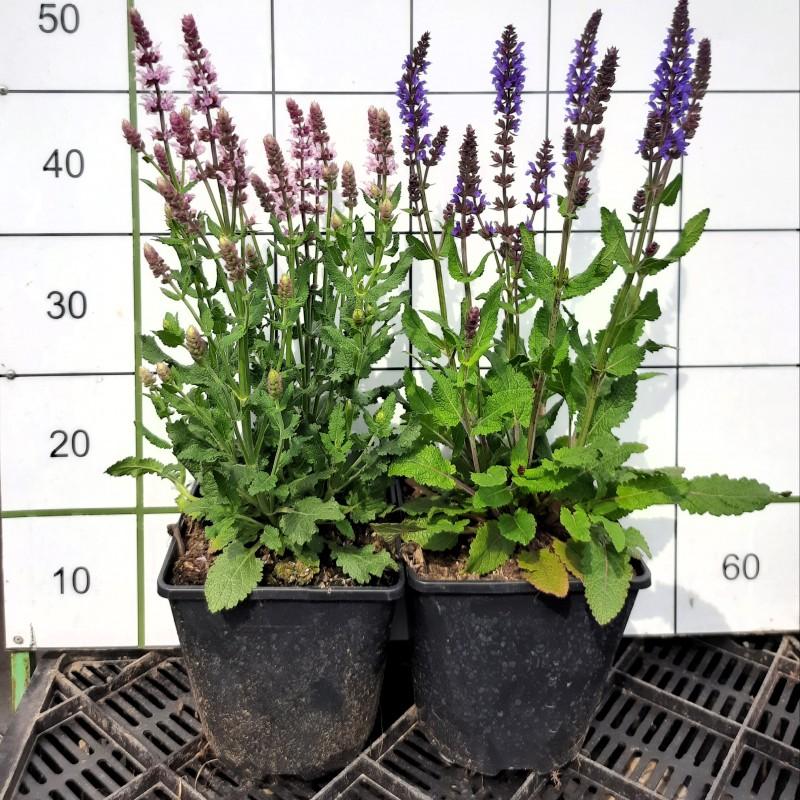 Salvia Nemorosa Salute Neon Pink - View 15 from www redcrocus com
