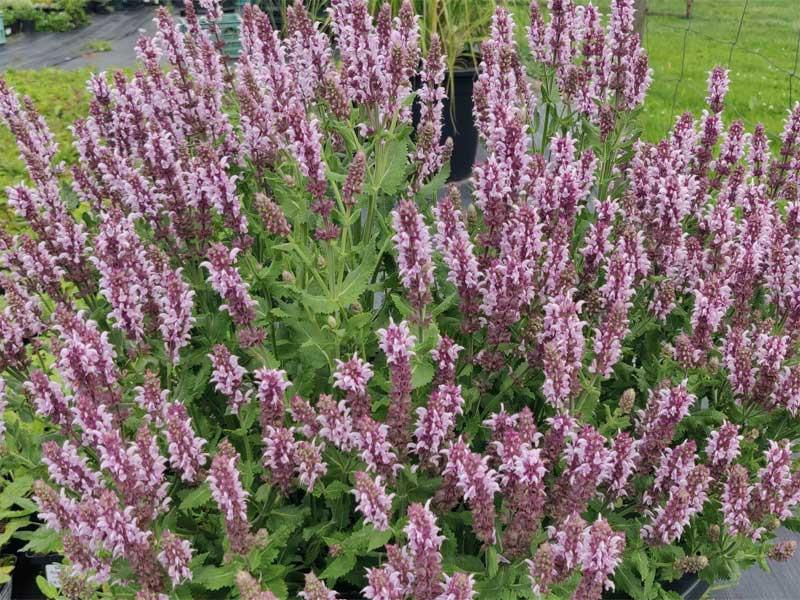 Salvia Nemorosa Salute Neon Pink - View 16 from www redcrocus com