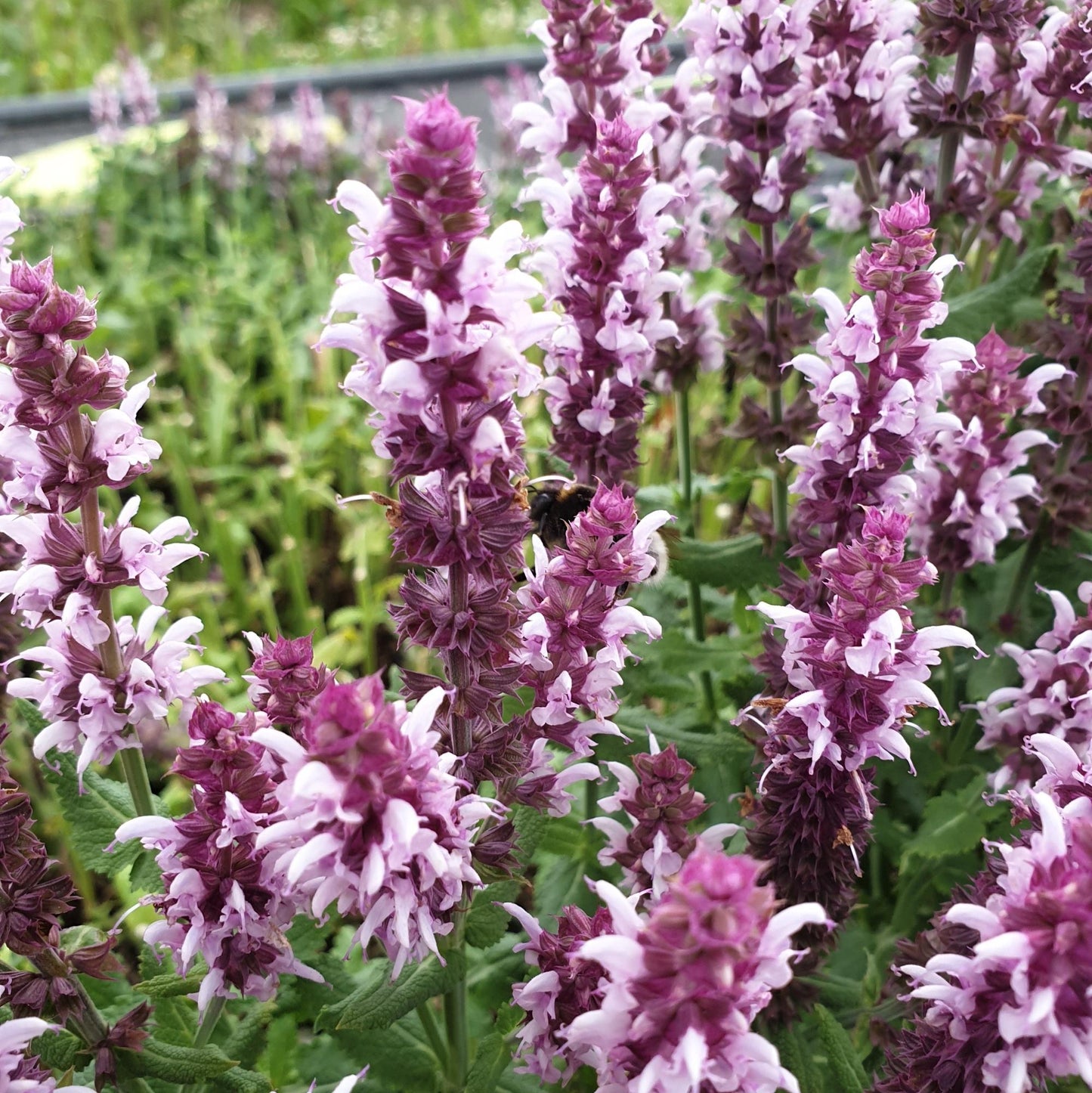Salvia Nemorosa Salute Neon Pink - View 5 from www redcrocus com
