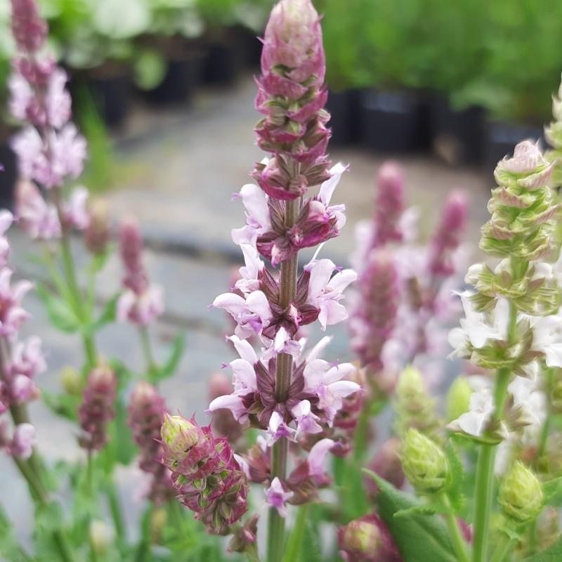 Salvia Nemorosa Salute Neon Pink - View 8 from www redcrocus com
