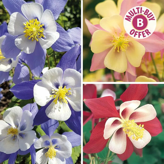 Aquilegia Swan Mix - View 10 from www redcrocus com