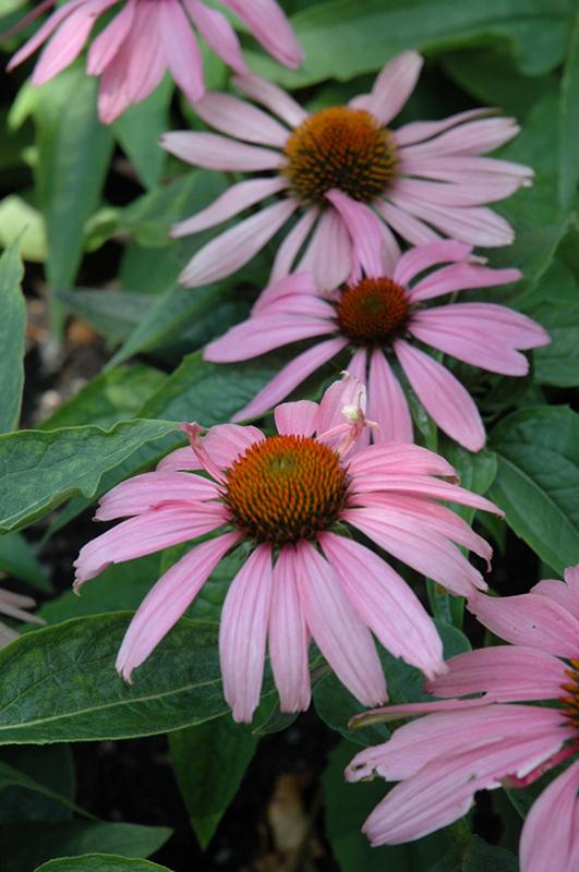 Echinacea Purpurea Feeling Pink - View 10 from www redcrocus com