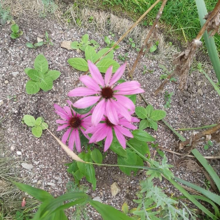 Echinacea Purpurea Feeling Pink - View 16 from www redcrocus com