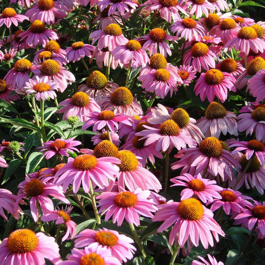 Echinacea Purpurea Feeling Pink - View 1 from www redcrocus com