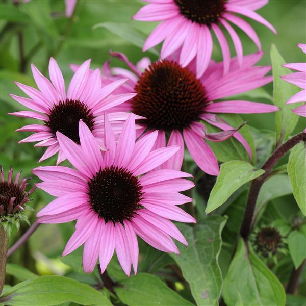 Echinacea Purpurea Feeling Pink - View 3 from www redcrocus com
