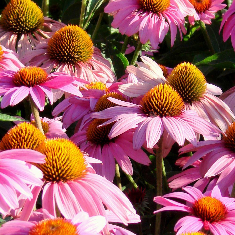 Echinacea Purpurea Feeling Pink - View 7 from www redcrocus com