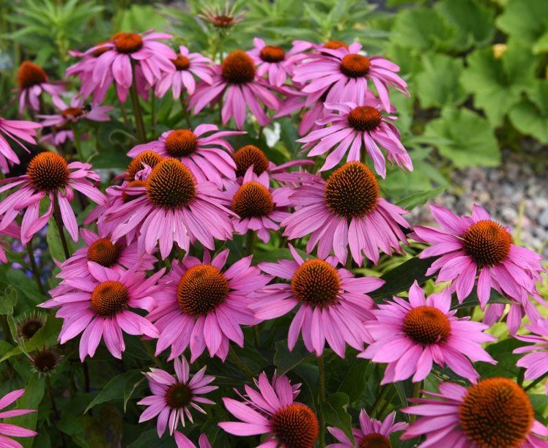 Echinacea Purpurea Feeling Pink - View 8 from www redcrocus com