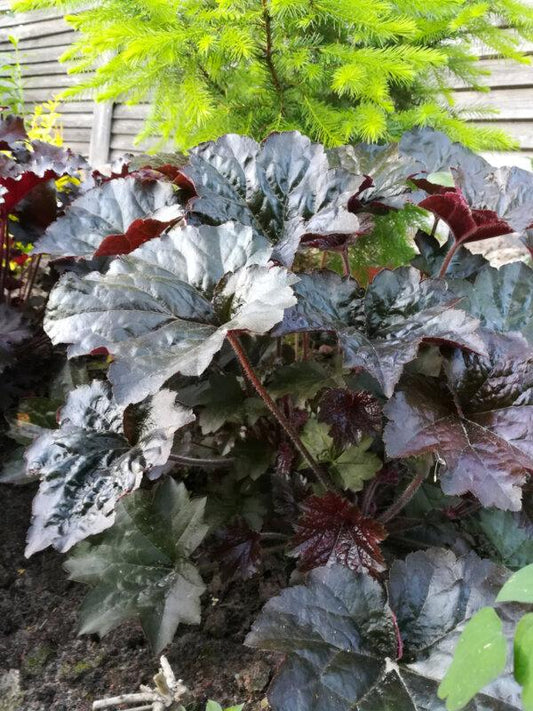 Heuchera X Black Sea - View 10 from www redcrocus com
