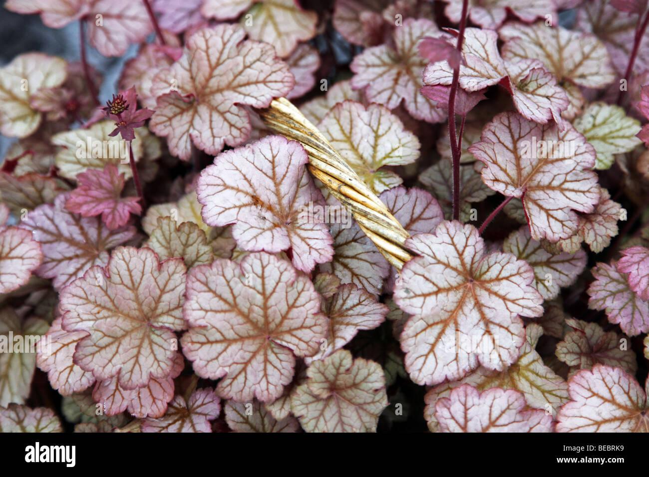 Heuchera X Pinot Gris - View 10 from www redcrocus com