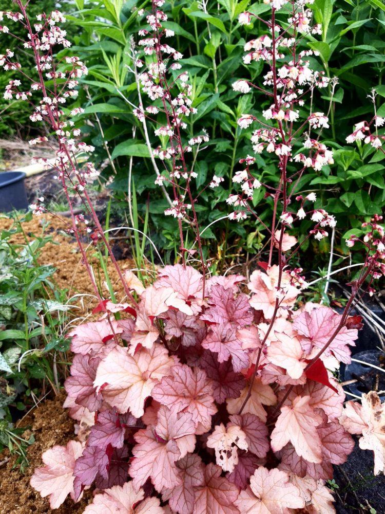 Heuchera X Pinot Gris - View 11 from www redcrocus com