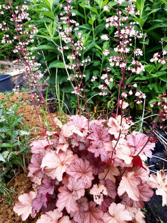 Heuchera X Pinot Gris - View 11 from www redcrocus com