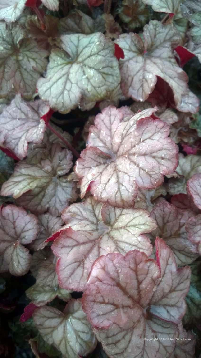 Heuchera X Pinot Gris - View 12 from www redcrocus com