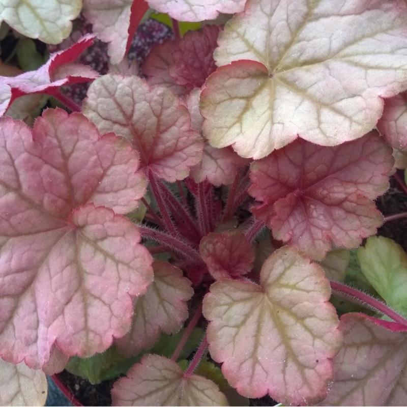 Heuchera X Pinot Gris - View 15 from www redcrocus com