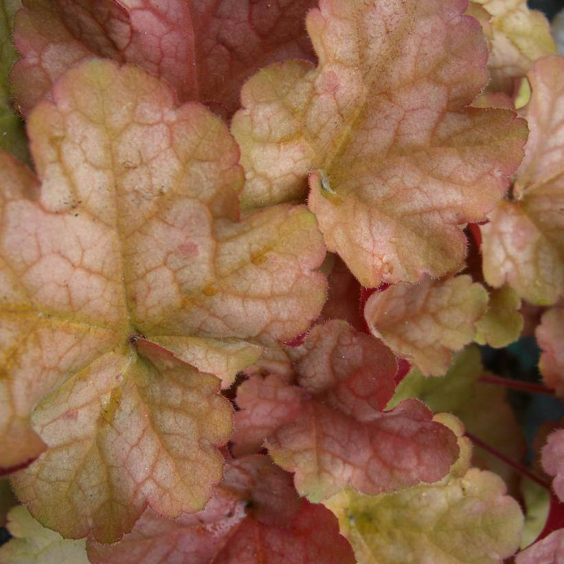 Heuchera X Pinot Gris - View 16 from www redcrocus com