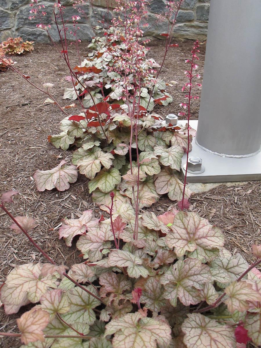 Heuchera X Pinot Gris - View 17 from www redcrocus com