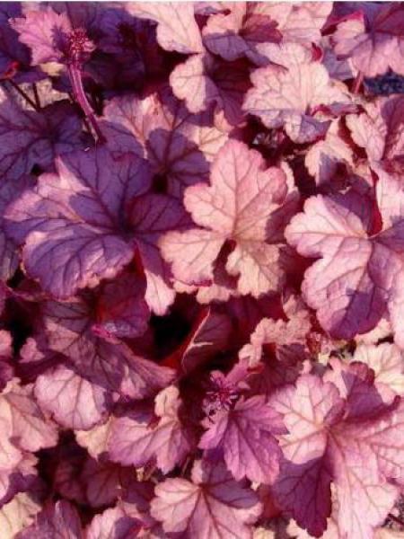 Heuchera X Pinot Gris - View 18 from www redcrocus com