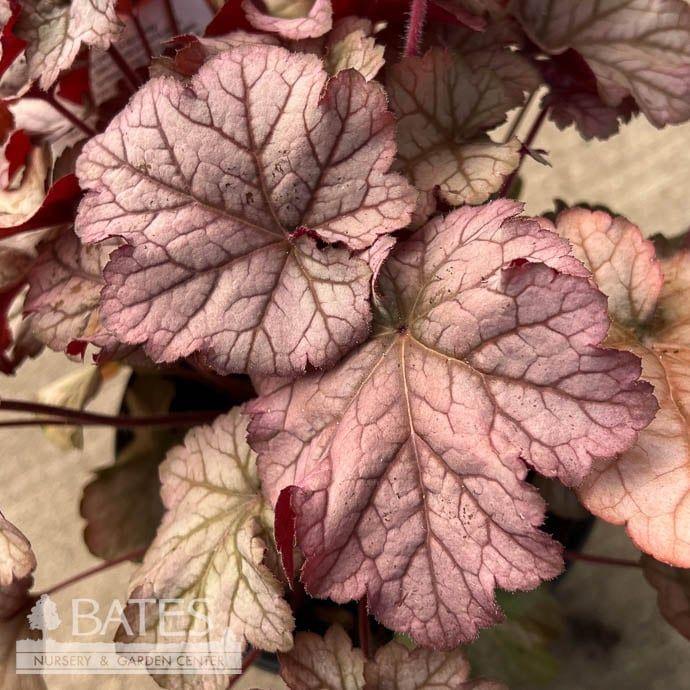 Heuchera X Pinot Gris - View 1 from www redcrocus com